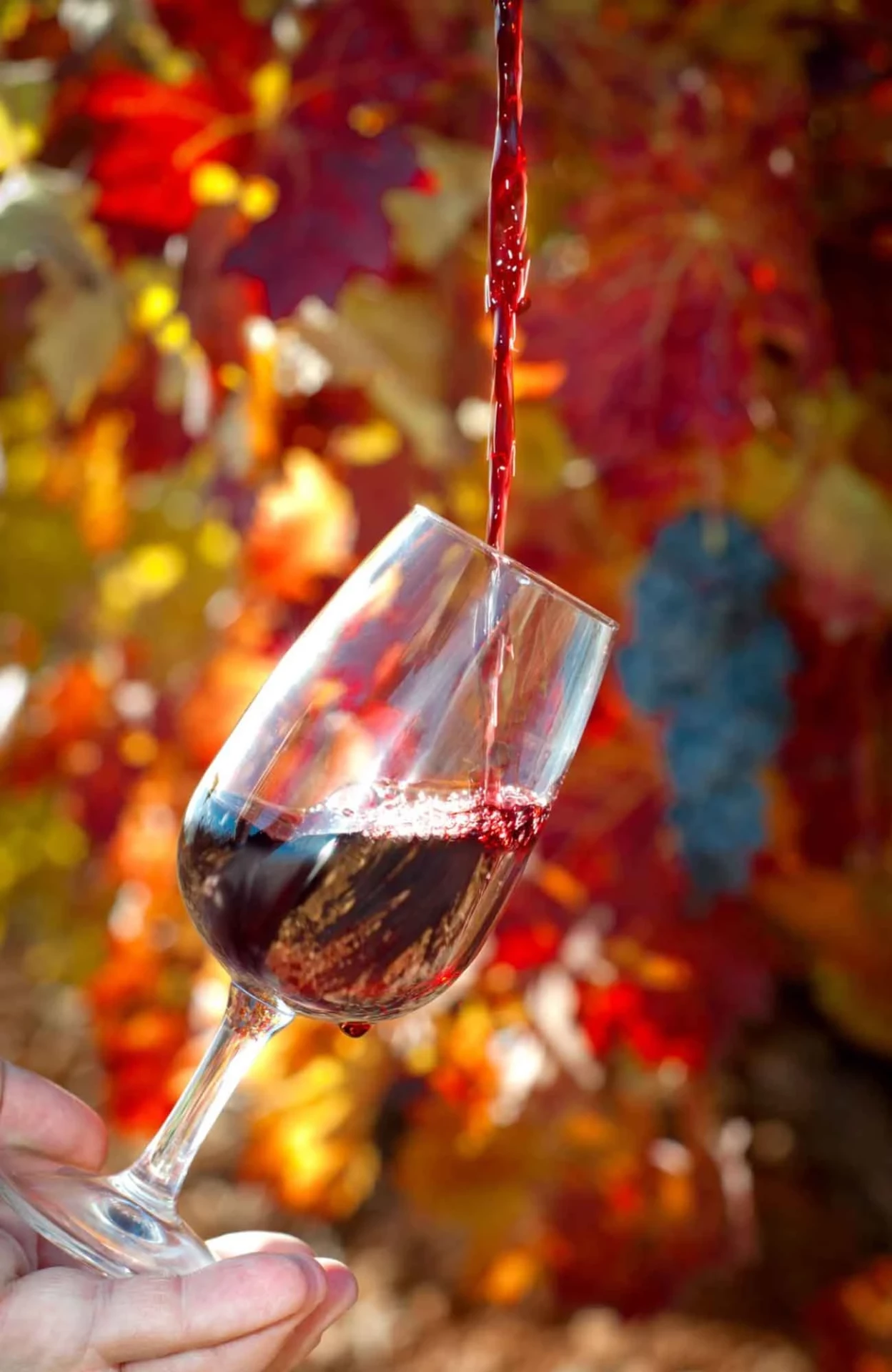 Beaujolais-Nouveau-2025-Avocav-Domaine-de-l-Arche